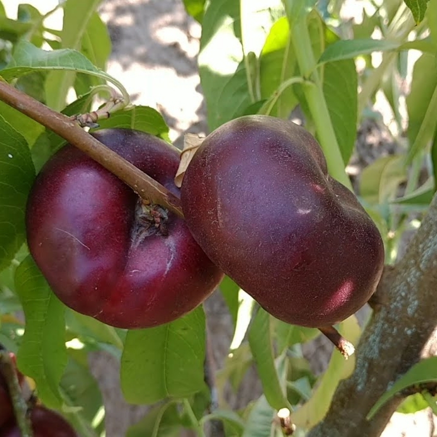 Нектарин Данат - Dolinasad.by