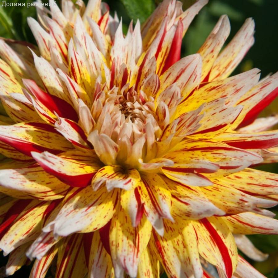 Георгина Вайнсом - Dolinasad.by