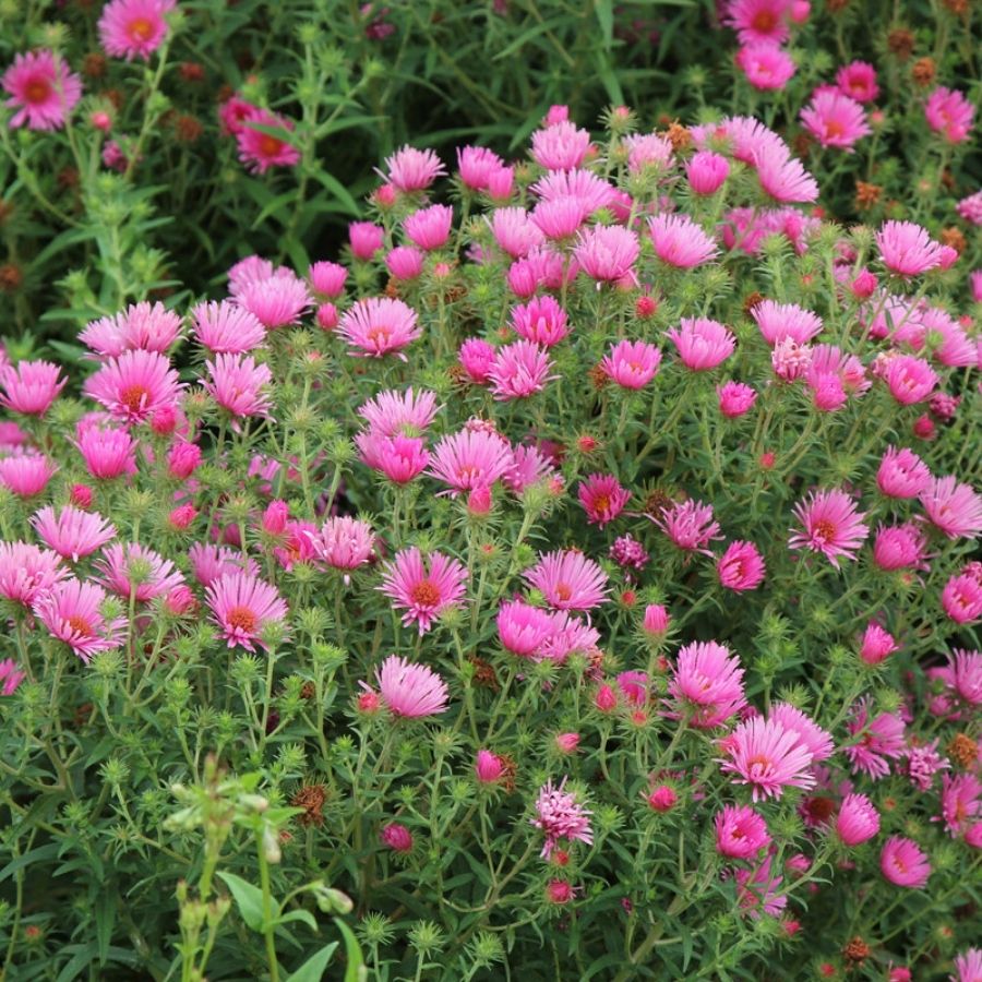 Астра новоанглийская Барс Пинк - Dolinasad.by