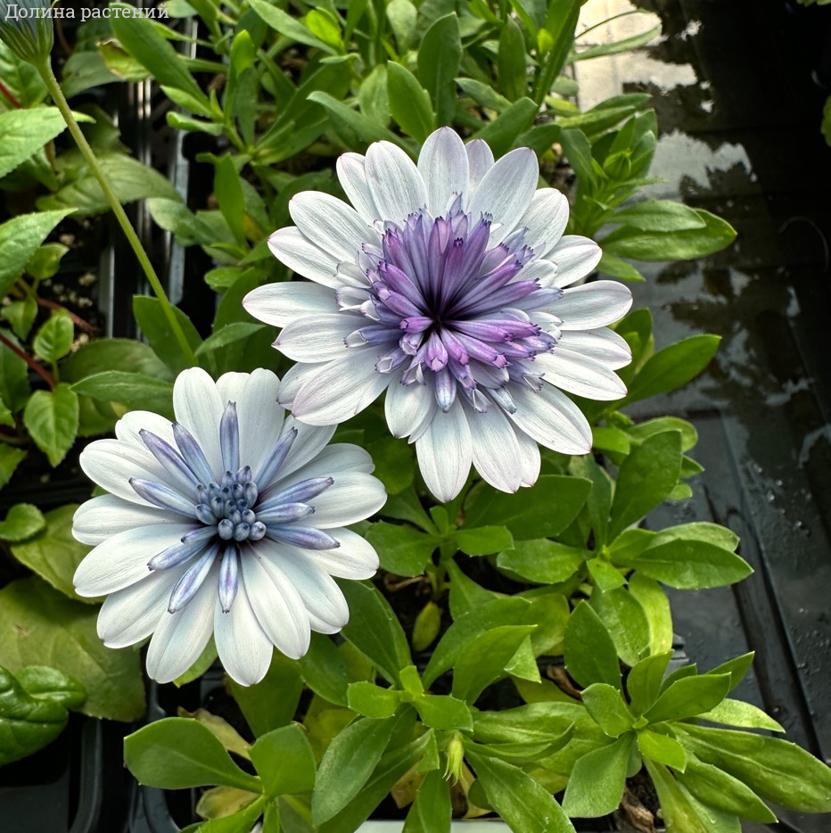 Остеоспермум 3Д Стил Блю - Dolinasad.by