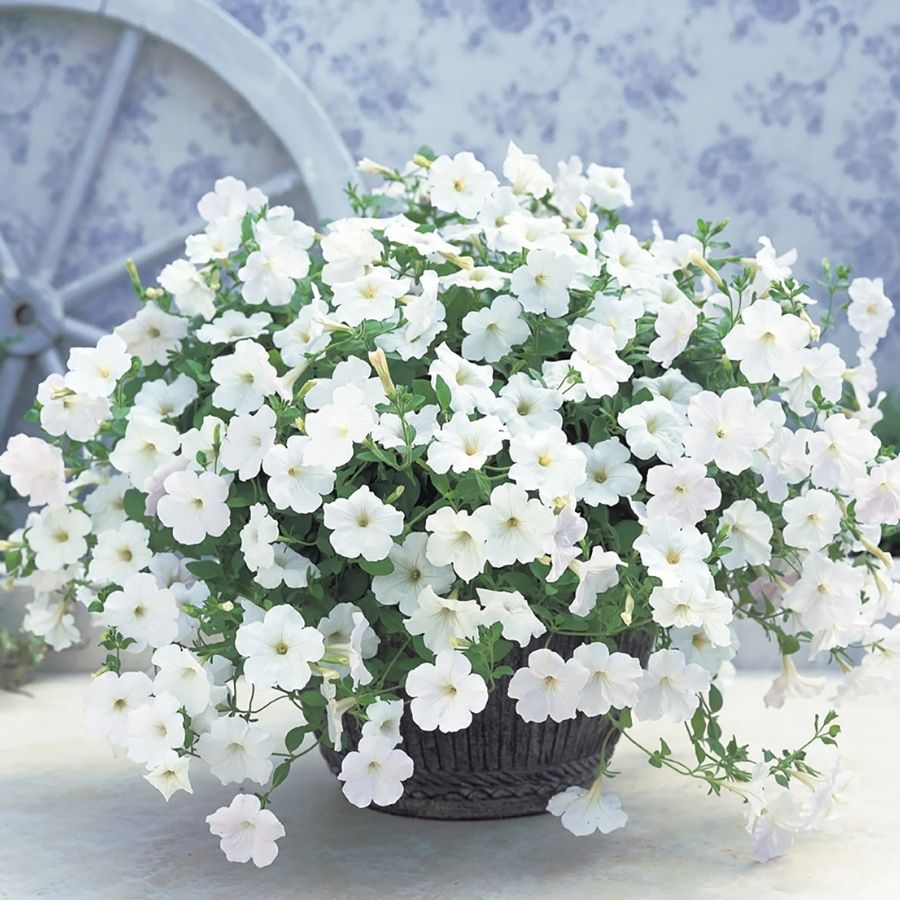 Петуния Оватион Вайт - Dolinasad.by