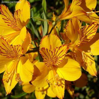 Альстромерия Глори оф зе Андес - Dolinasad.by