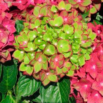 Гортензия крупнолистная Ребелион Ред Лав - Dolinasad.by