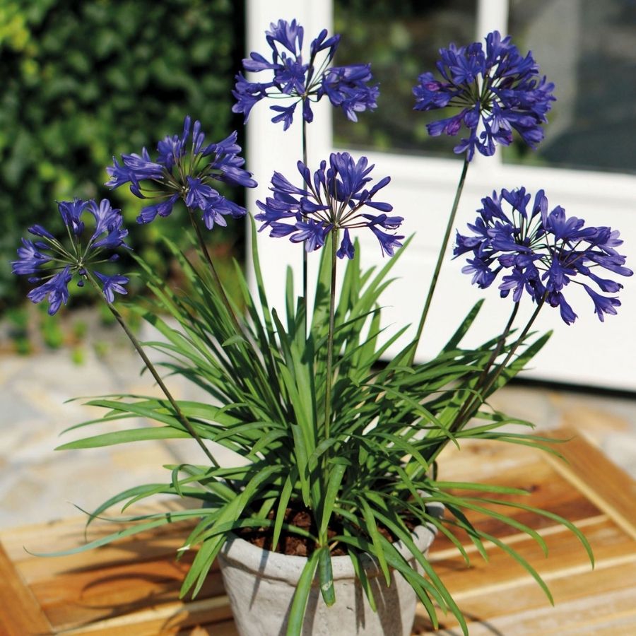 Агапантус Блю Глоб - Dolinasad.by