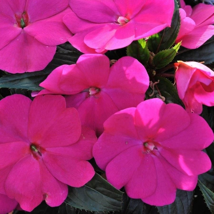 Бальзамин новогвинейский Магнум Блю - Dolinasad.by