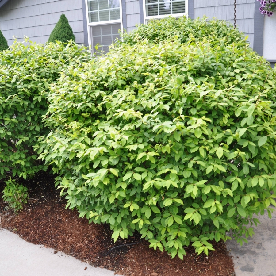 Бересклет крылатый Компактус, С3 - Dolinasad.by