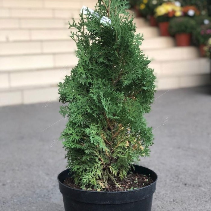 Туя западная Жеска, С2 - Dolinasad.by