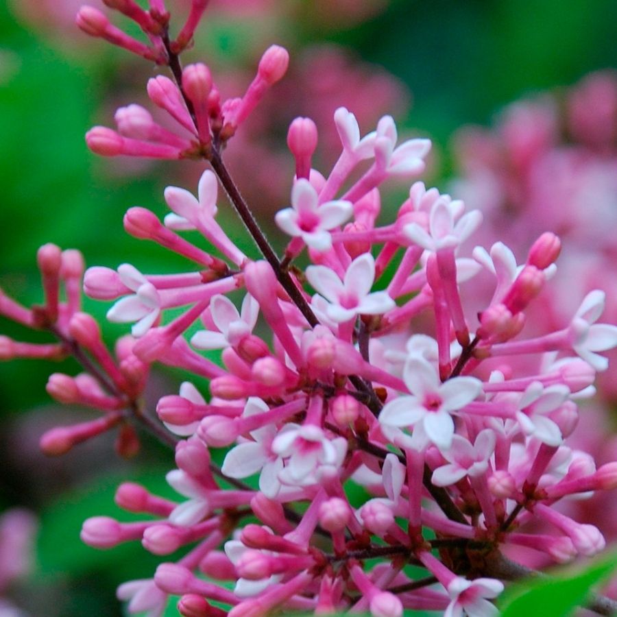 Сирень мелколистная Суперба, С3 - Dolinasad.by