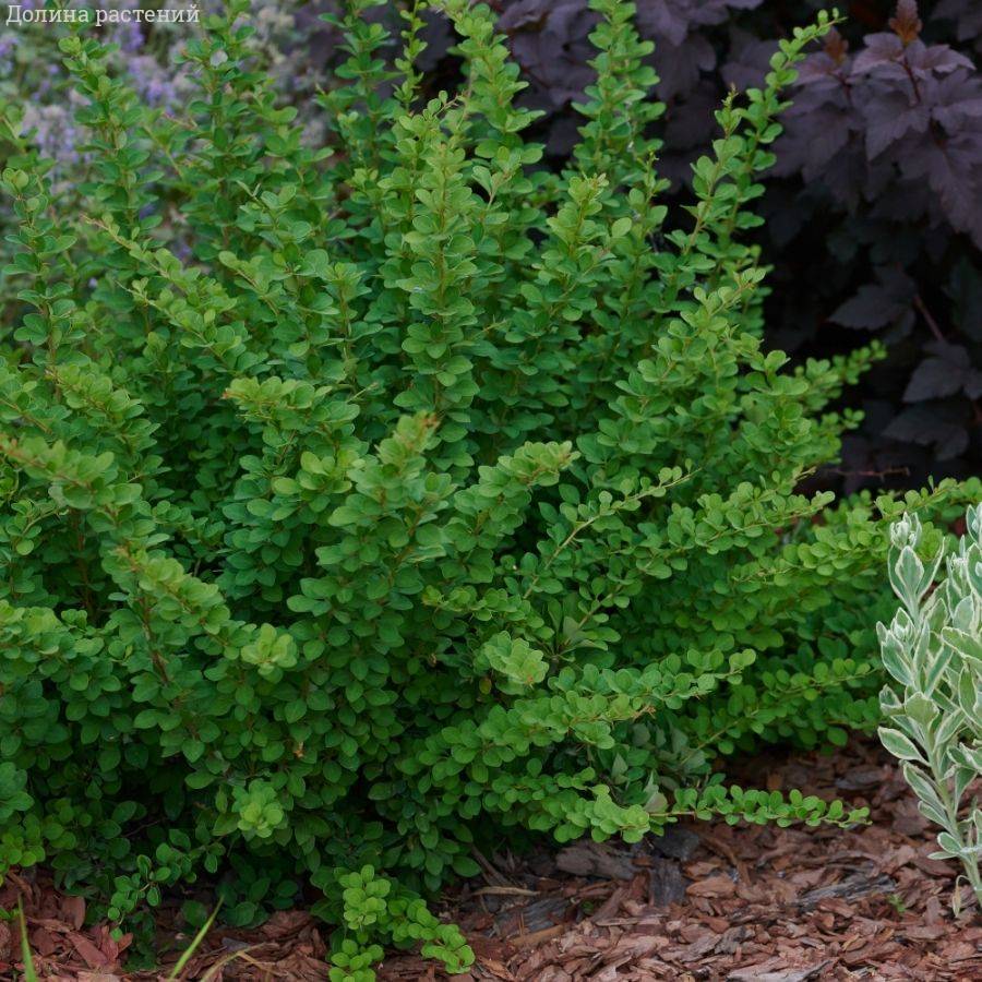 Барбарис Тунберга Грин Орнамент, С2 - Dolinasad.by