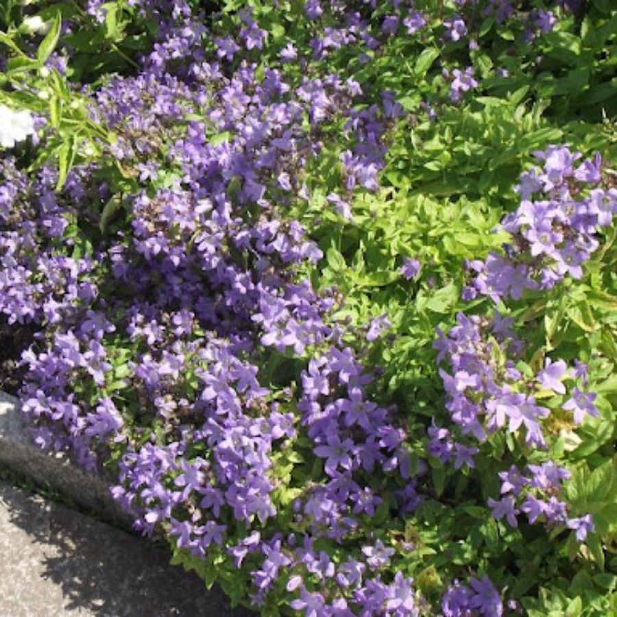 Колокольчик молочноцветковый Пуфф - Dolinasad.by