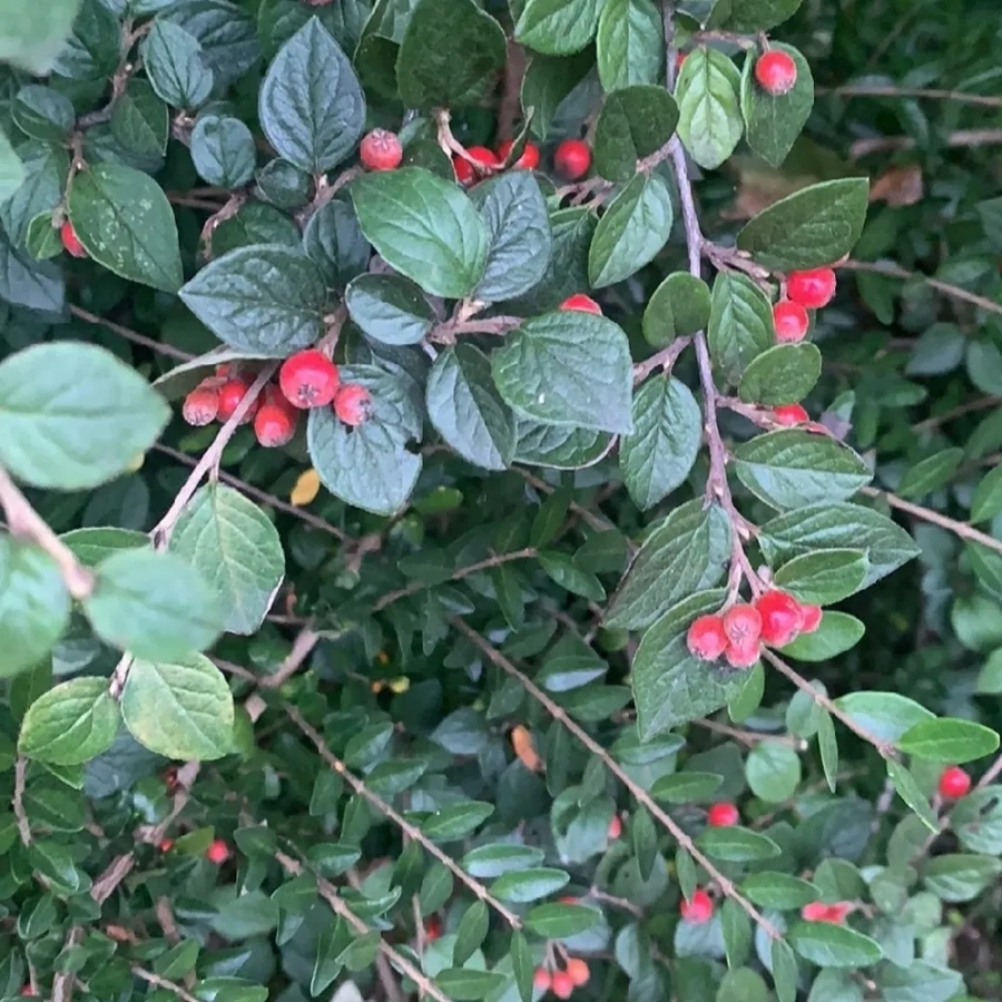 Кизильник Дильса, С3 - Dolinasad.by