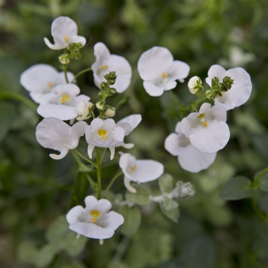 Диасция Дивара Вайт - Dolinasad.by