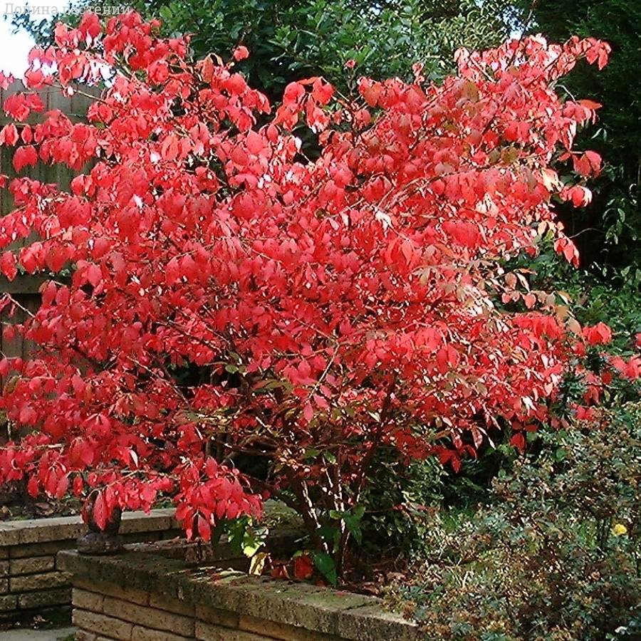 Бересклет крылатый, С3 - Dolinasad.by