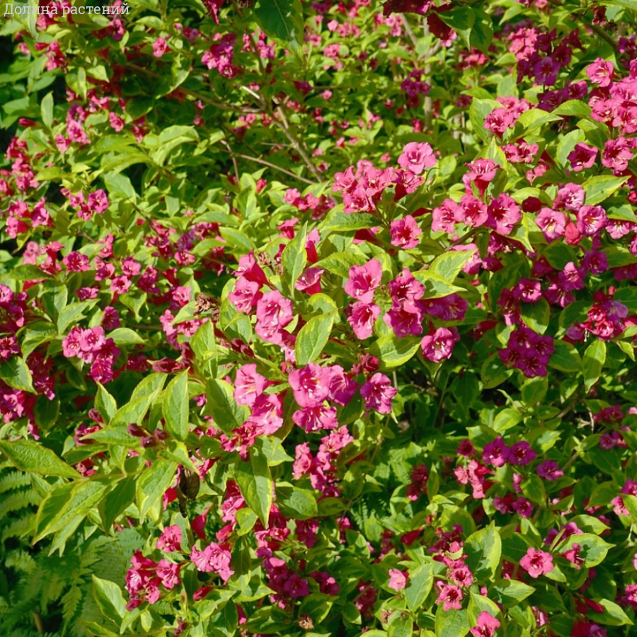 Вейгела цветущая Бригела, С2 - Dolinasad.by