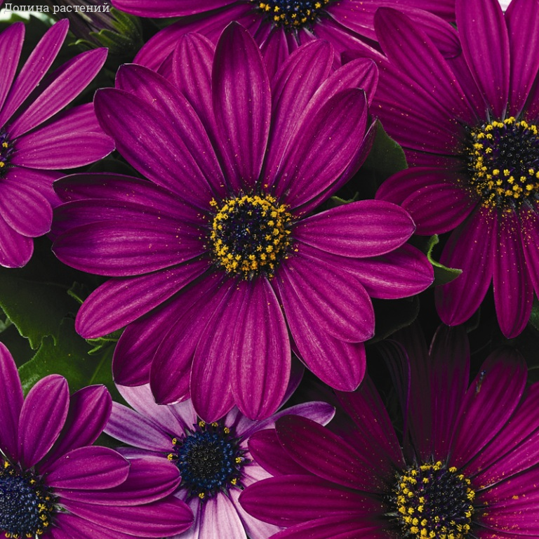 Остеоспермум Копакт Пурпл - Dolinasad.by