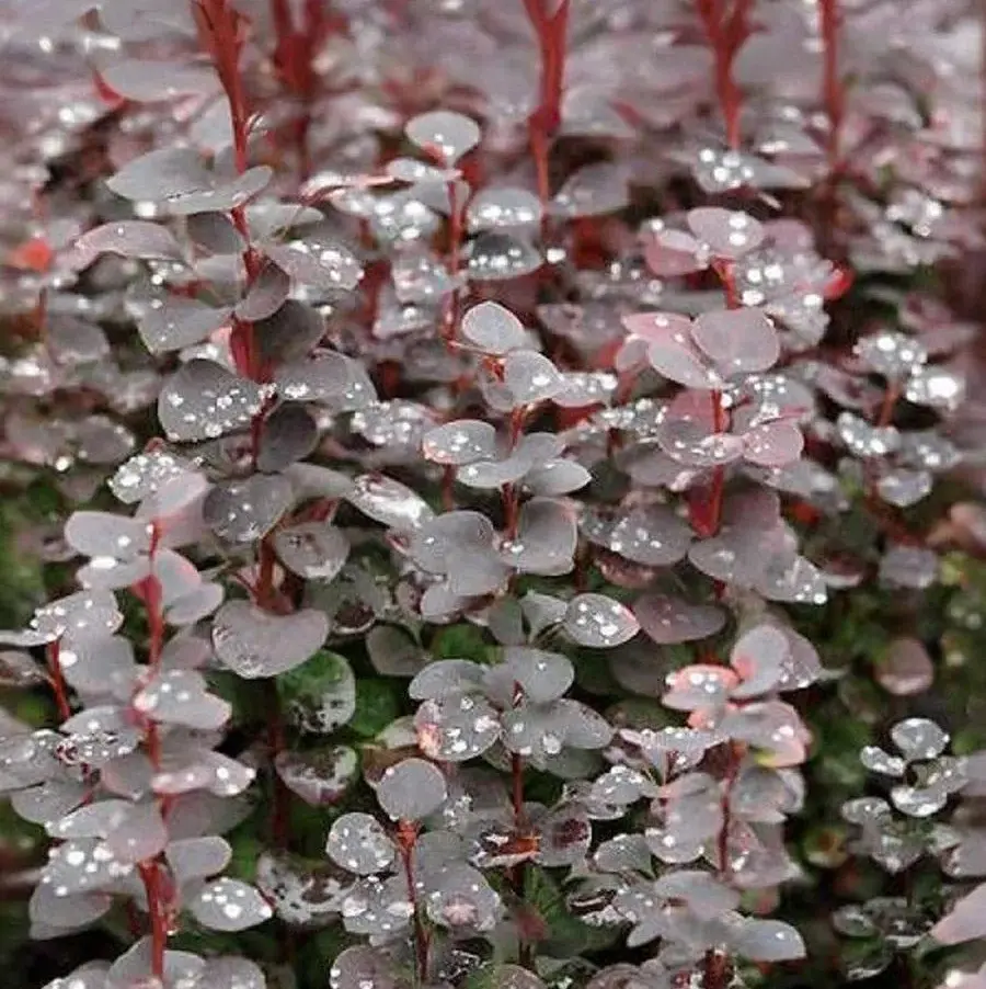 Барбарис Тунберга Шоколад Саммер, С3 - Dolinasad.by