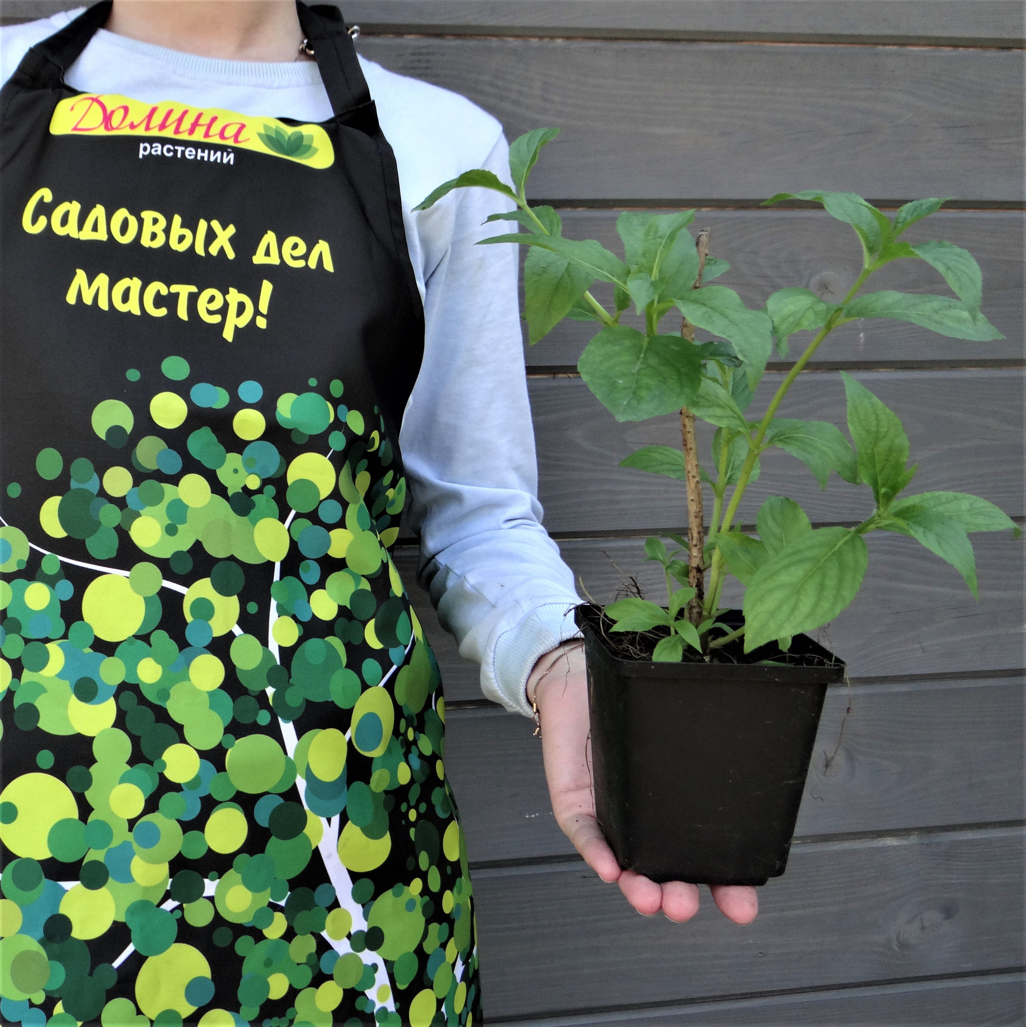 Вейгела Бристол Руби, С3 - Dolinasad.by