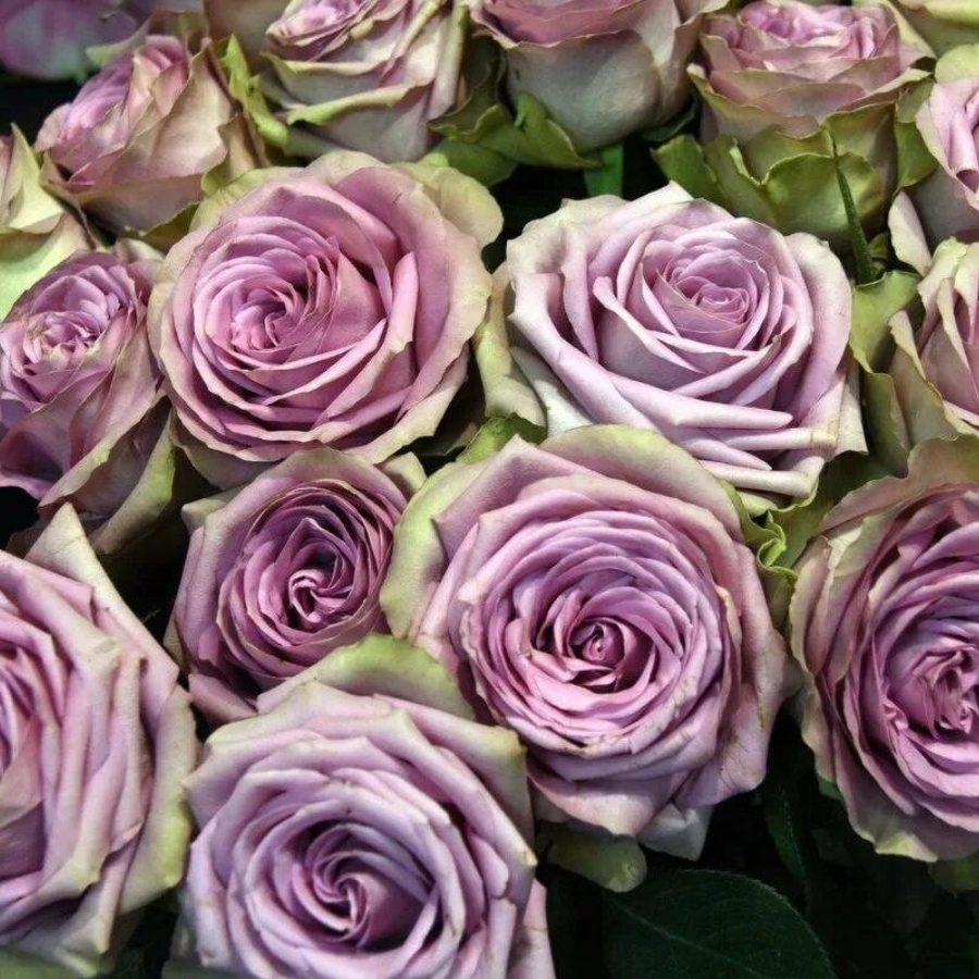 Роза Тиара в горшке - Dolinasad.by