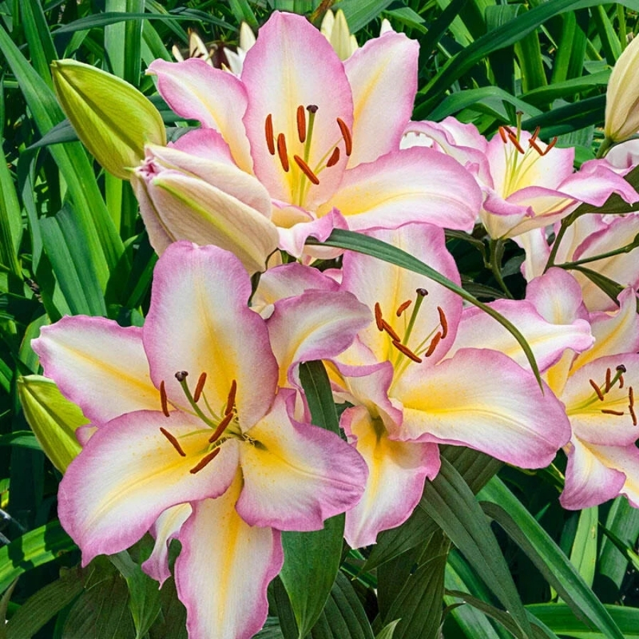 Лилия Капитан Триколор Лилия Капитан Триколор - Dolinasad.by