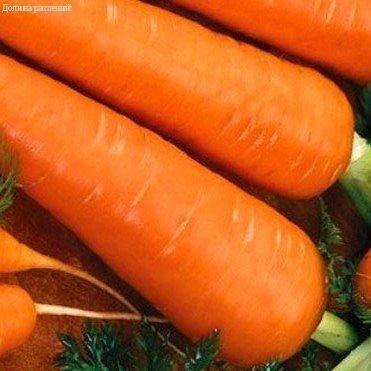 Морковь Флаке (на ленте) фото