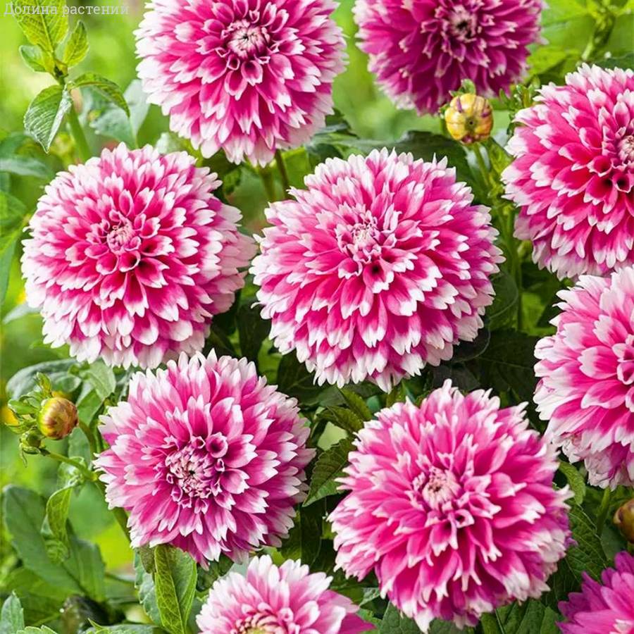 Георгина Фаззи Ваззи - Dolinasad.by