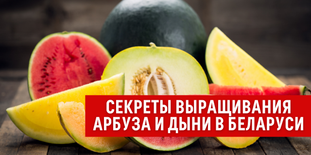 Секреты выращивания арбуза и дыни в Беларуси: правила посадки и ухода