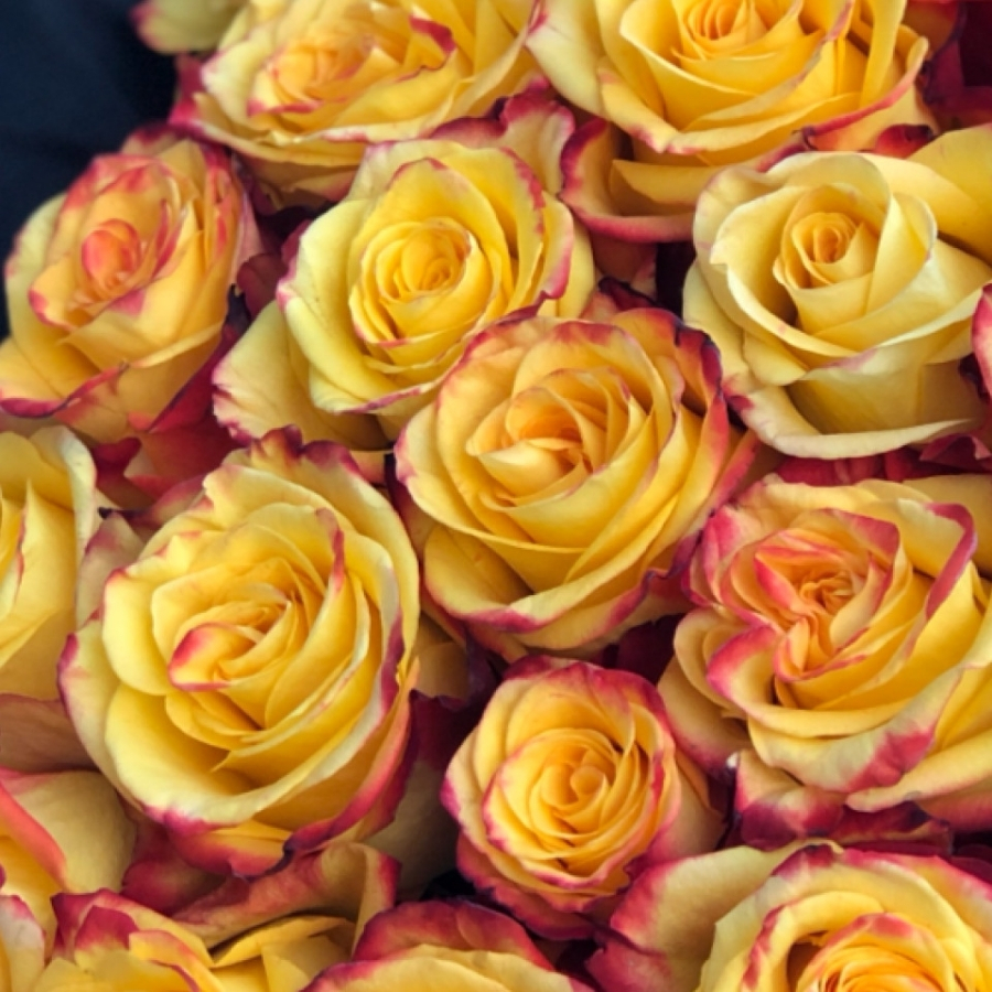 Роза Йеллоу Магия Роза Йеллоу Магия - Dolinasad.by