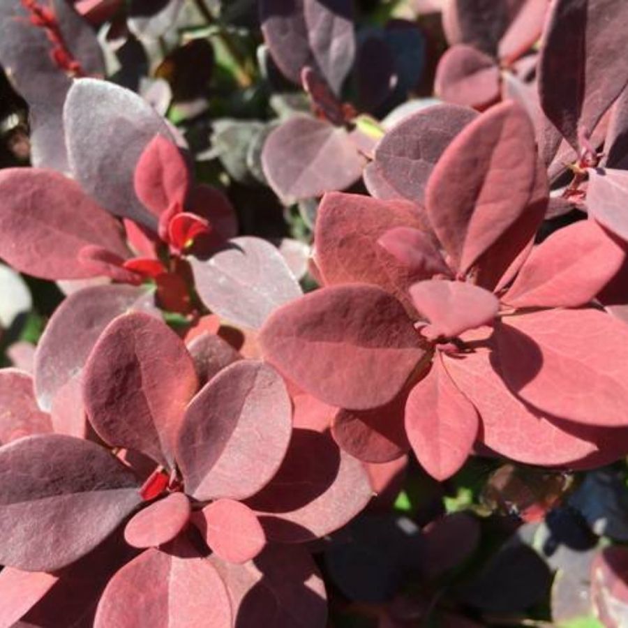 Барбарис Тунберга Ред Дж, С2 - Dolinasad.by