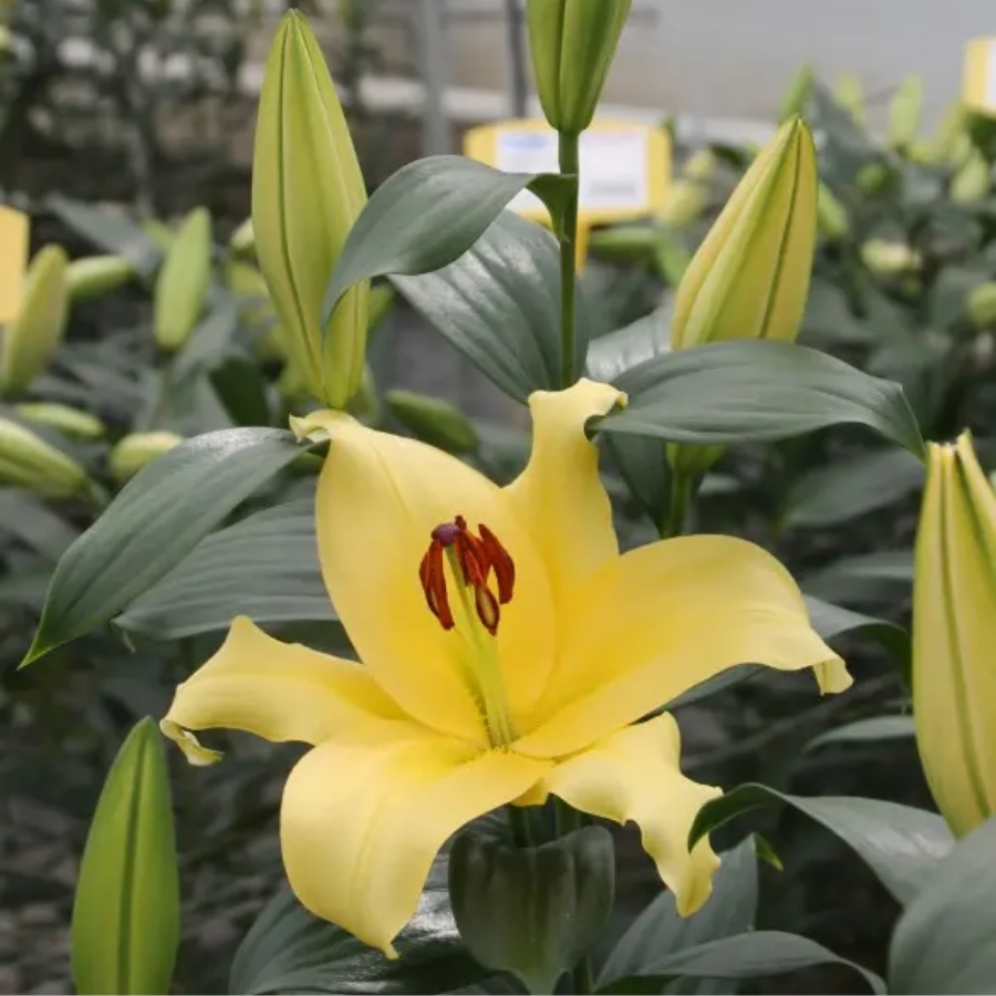 Лилия Элдорет Лилия Элдорет - Dolinasad.by