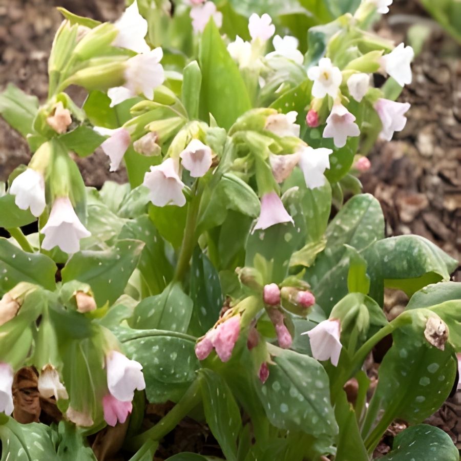 Медуница Миссис Киттл - Dolinasad.by