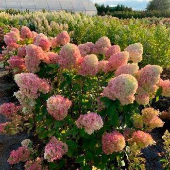 Гортензия метельчатая Краса Лесково, С3 - Dolinasad.by