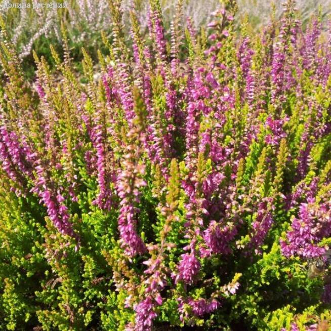 Вереск Кон Брио фото