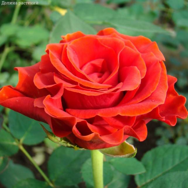 Роза Эль Торо в горшке - Dolinasad.by