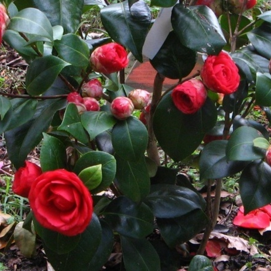 Камелия японская Маргерита Колеони - Dolinasad.by