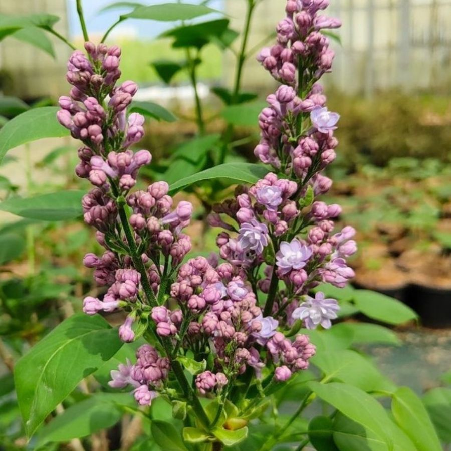 Сирень  Катерина Хавемейер, С3 - Dolinasad.by