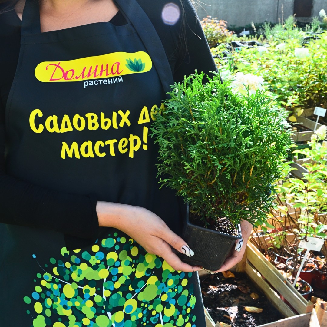 Туя западная Вотерфилд, С2 - Dolinasad.by