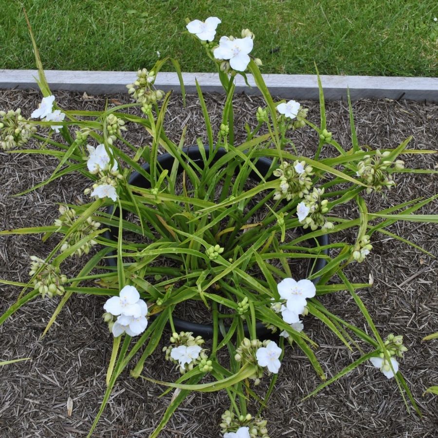 Традесканция андерсона Литл Вайт Долл - Dolinasad.by