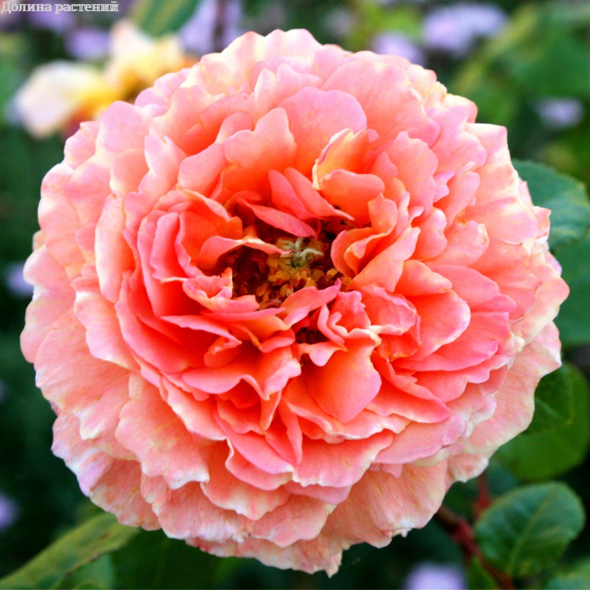 Роза Абрахам Дерби в горшке - Dolinasad.by