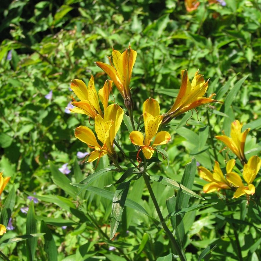 Альстромерия Свит Лаура - Dolinasad.by