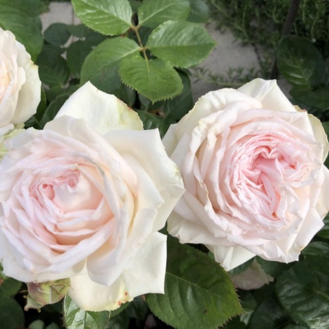 Роза Мадам Анизетт в горшке - Dolinasad.by