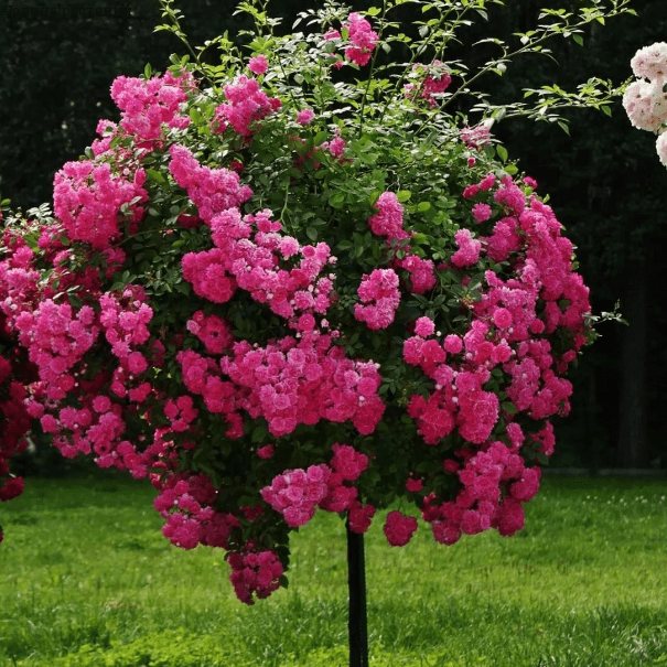 Роза штамбовая Топкапи фото