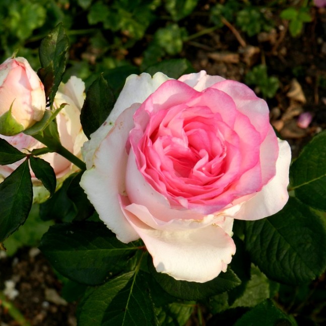 Роза Дольче Вита в горшке - Dolinasad.by