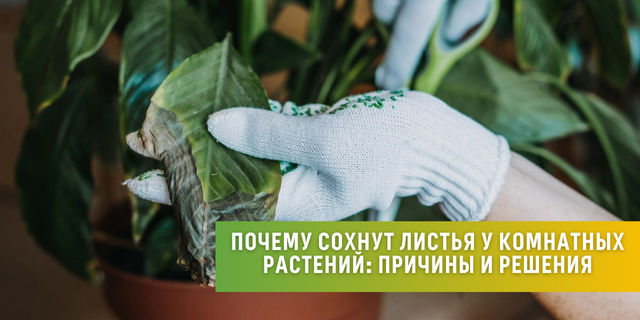 Почему сохнут листья у комнатных растений: причины и решения