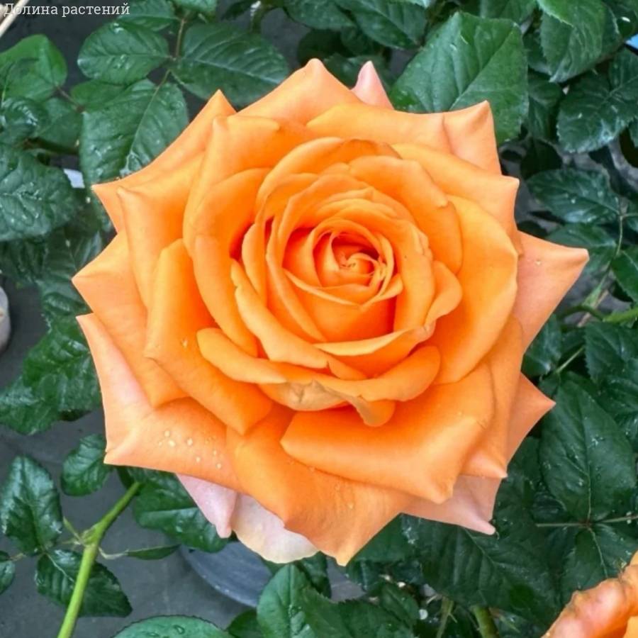 Роза Кингс Дей - Dolinasad.by