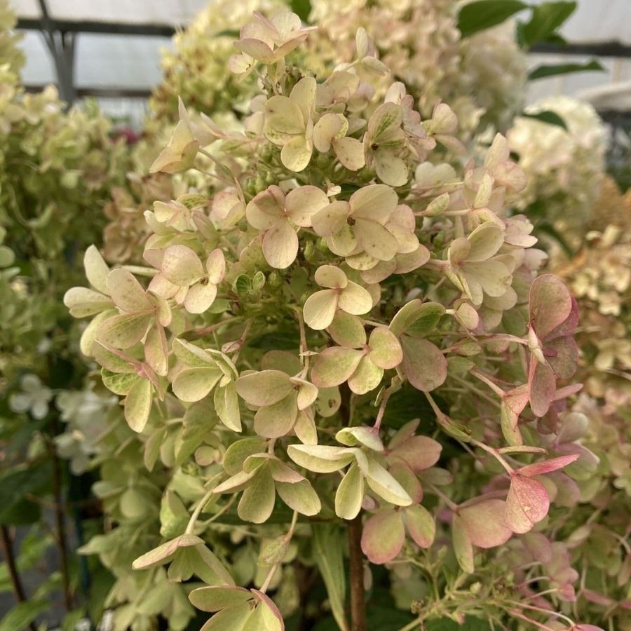 Гортензия метельчатая Милк энд Хани, С1,5 - Dolinasad.by