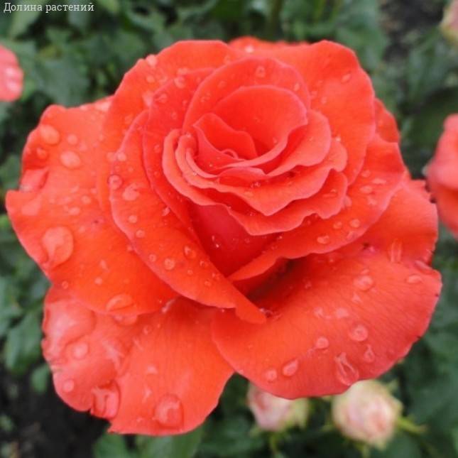 Роза Корветте в горшке - Dolinasad.by