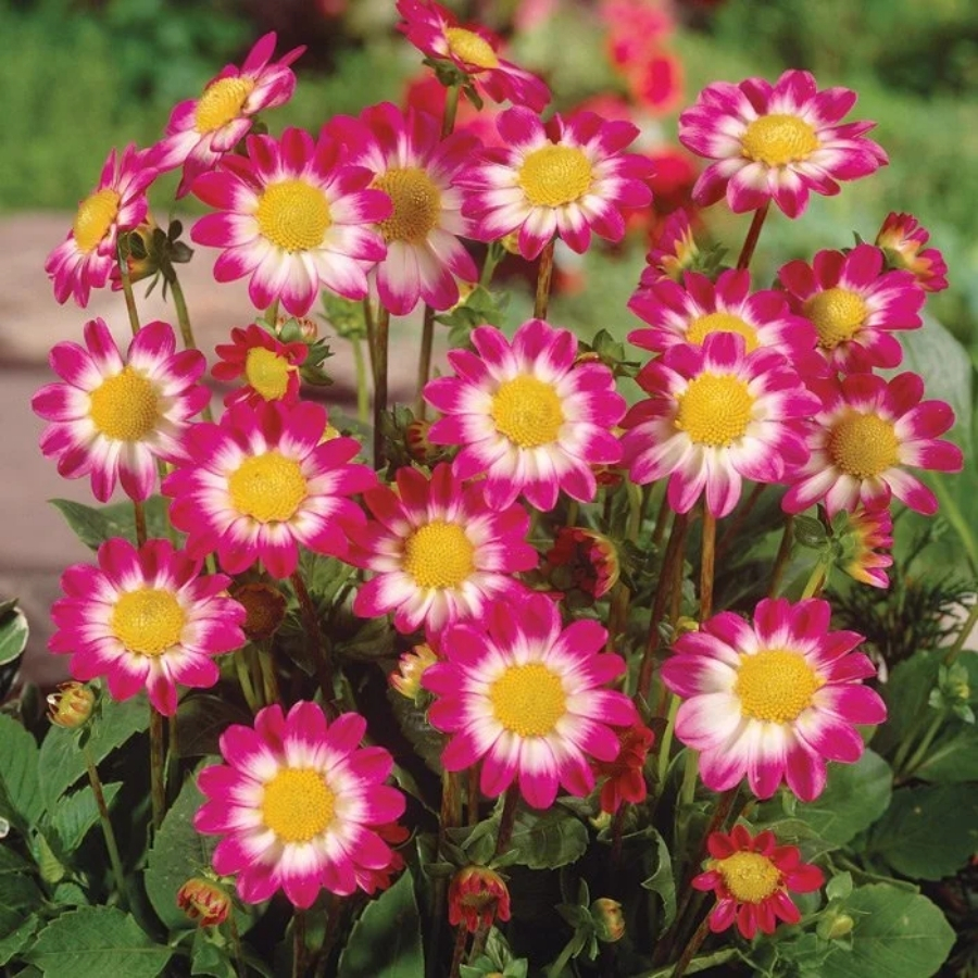 Георгина Свитхарт - Dolinasad.by