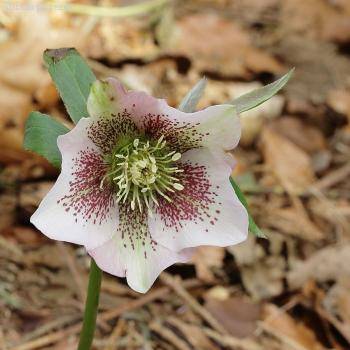 Морозник Боллим - Dolinasad.by