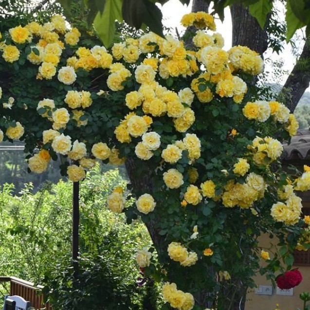 Роза Казино в горшке - Dolinasad.by