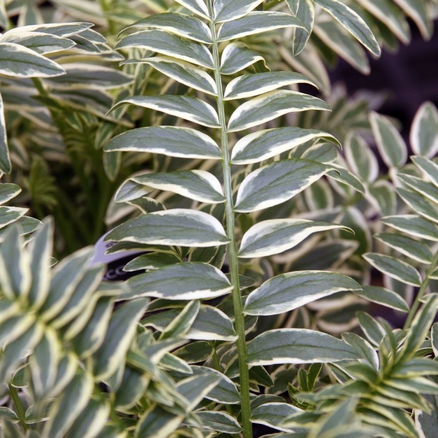 Синюха голубая Бриз Данжоу - Dolinasad.by